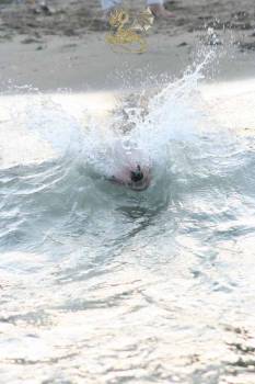 the shark attack