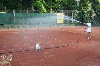 tenis