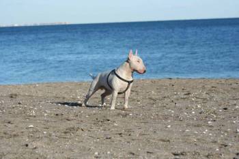 Bullterrier