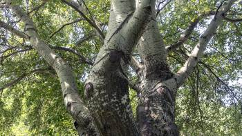 Извилистая жизнь дерева