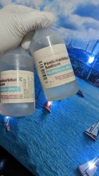 Kaufen Sie Nembutal Pentobarbital online ohne Rezept in Deutschland. WhatsApp: +447447025920