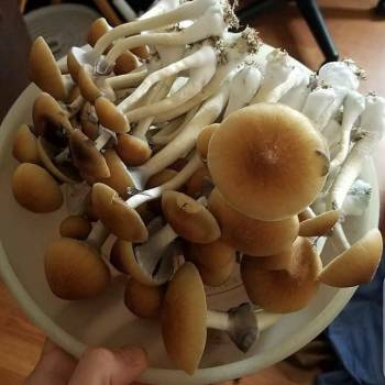 Signal:::(@Realjames.39) Buy Psilocybin Mushroom Gummies Cubes 3.5g |Psilocybin mushroom gummies For Sale