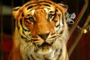 tiger is here