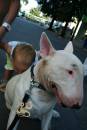 kiss the bully