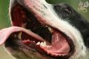pit bull