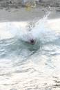 the shark attack