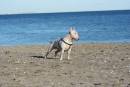 Bullterrier