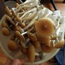 Signal:::(@Realjames.39) Buy Psilocybin Mushroom Gummies Cubes 3.5g |Psilocybin mushroom gummies For Sale